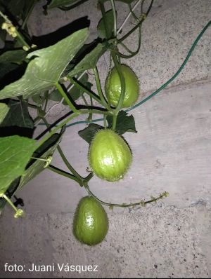 Chayote.jpg